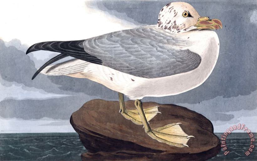 Fulmar Petrel painting - John James Audubon Fulmar Petrel Art Print