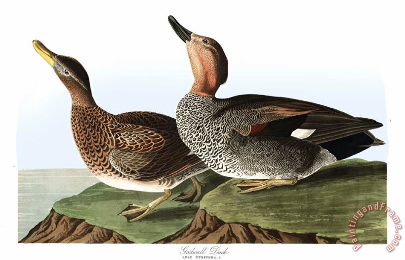John James Audubon Gadwall Duck Art Painting