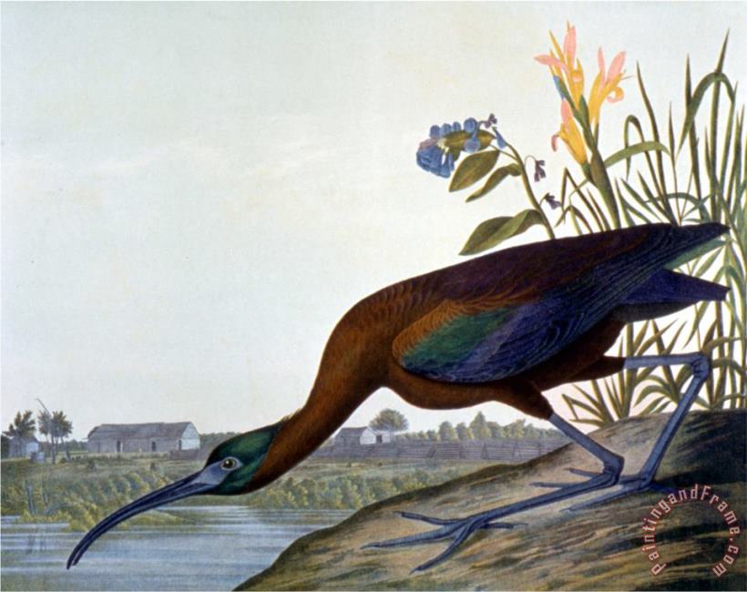 Glossy Ibis painting - John James Audubon Glossy Ibis Art Print