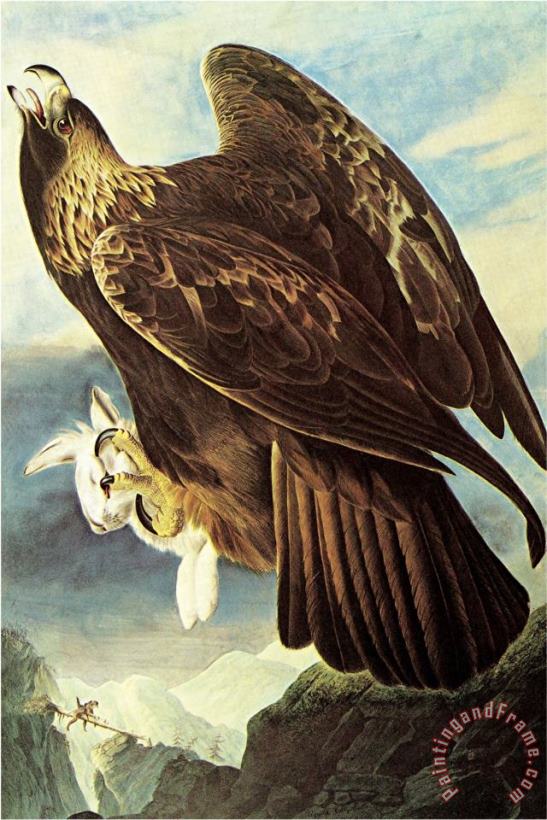 John James Audubon Golden Eagle Art Painting