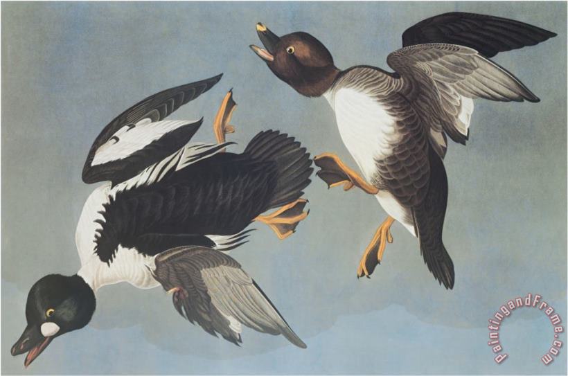 Golden Eye Duck painting - John James Audubon Golden Eye Duck Art Print