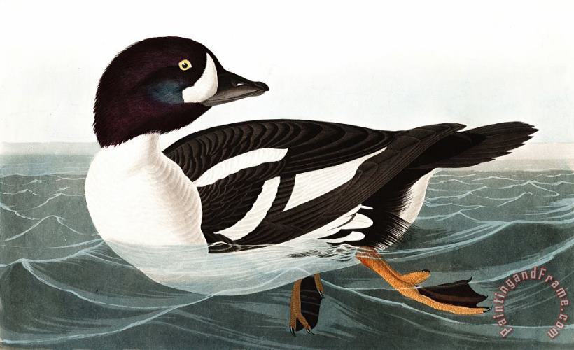Golden Eye Duck painting - John James Audubon Golden Eye Duck Art Print