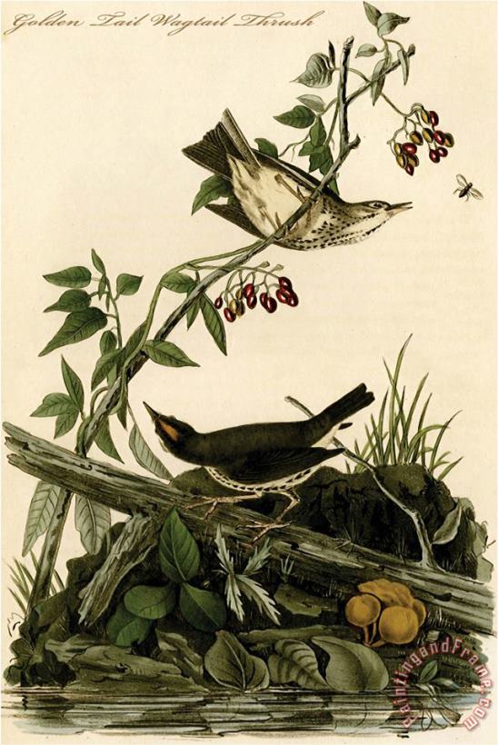 John James Audubon Golden Tail Wagtail Thrush Art Print