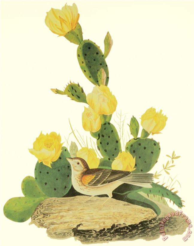 John James Audubon Grass Finch Or Bay Winged Bunting Art Painting