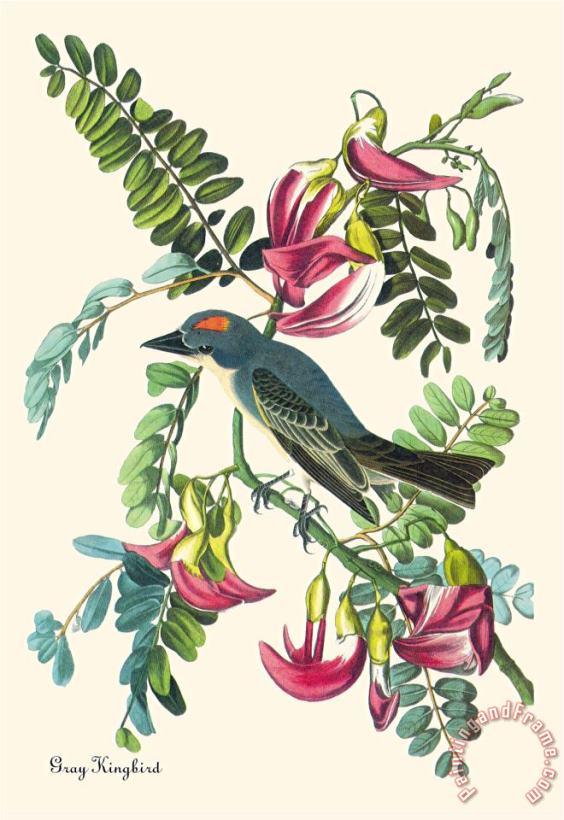 Gray Kingbird painting - John James Audubon Gray Kingbird Art Print