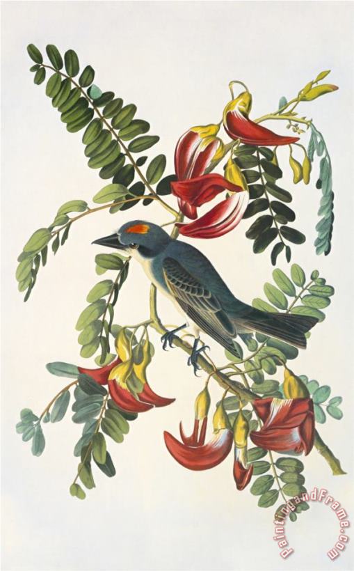 John James Audubon Gray Tyrant Art Print