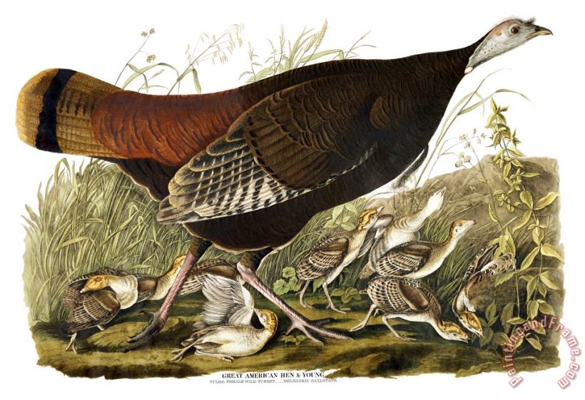 John James Audubon Great American Hen Art Painting