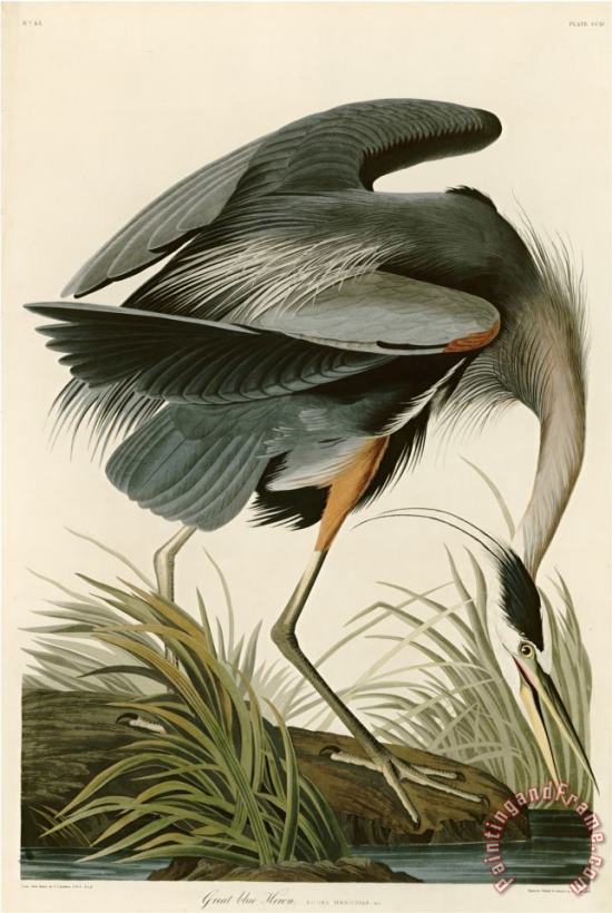 John James Audubon Great Blue Heron Art Painting