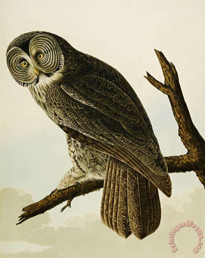 John James Audubon Great Cinereous Owl Art Print
