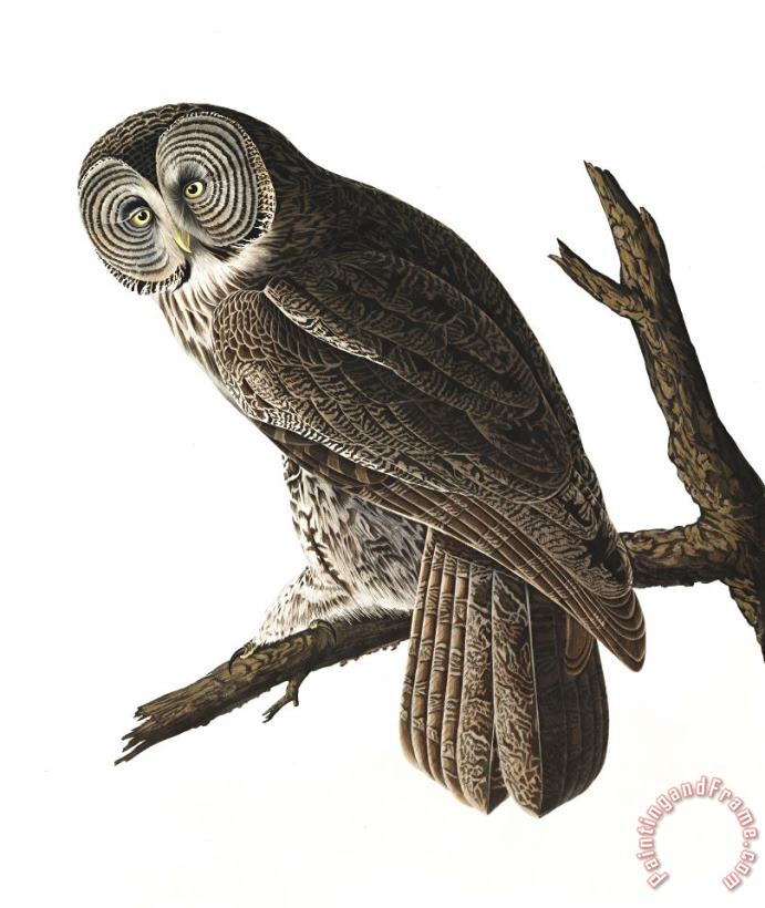 John James Audubon Great Cinereous Owl Art Print