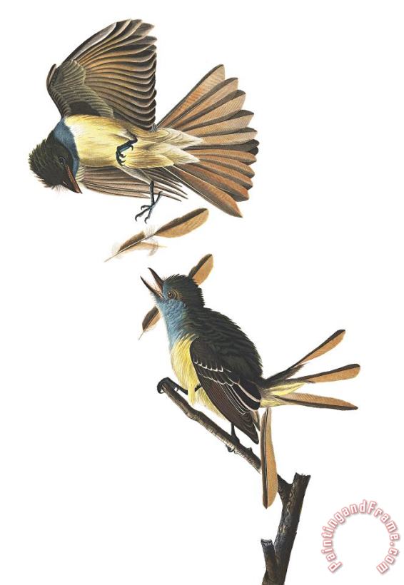 Great Crested Flycatcher painting - John James Audubon Great Crested Flycatcher Art Print