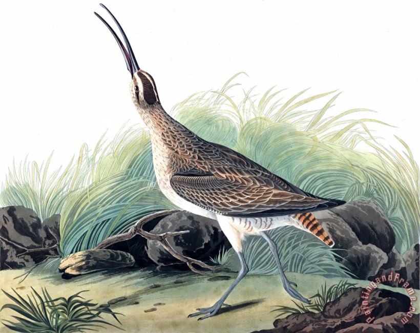 John James Audubon Great Esquimaux Curlew Art Painting