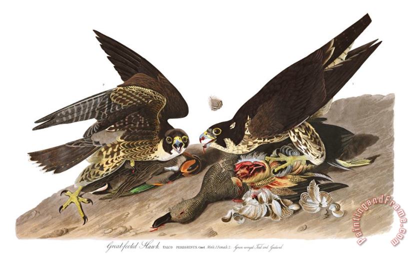 John James Audubon Great Footed Hawk Art Print