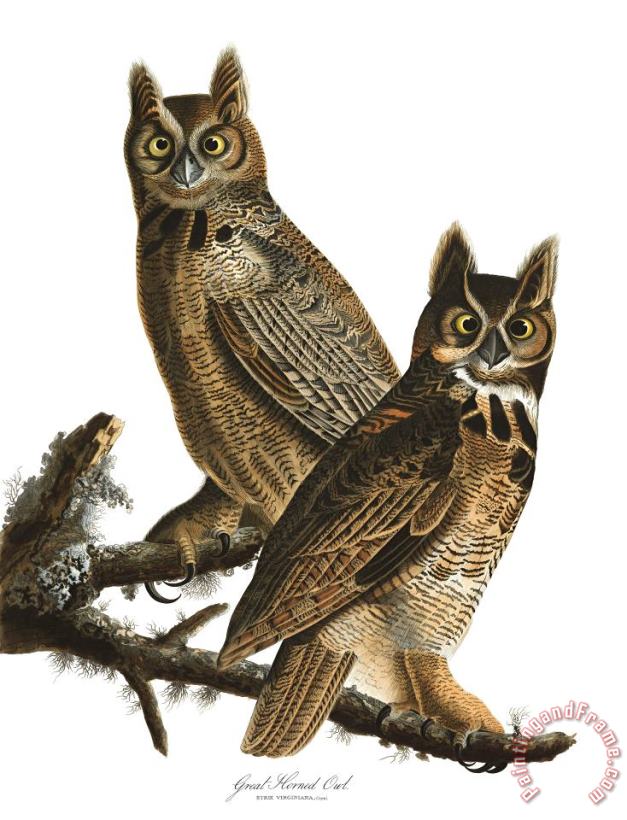 John James Audubon Great Horned Owl Art Print