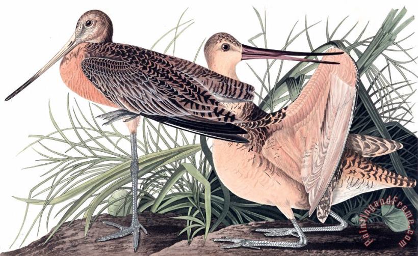 John James Audubon Great Marbled Godwit Art Painting