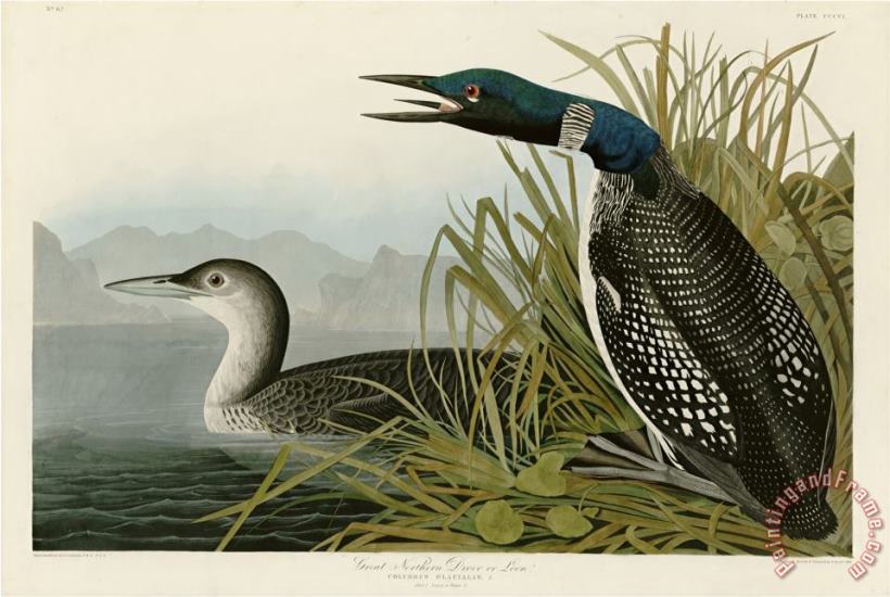 Great Northern Diver Or Loon painting - John James Audubon Great Northern Diver Or Loon Art Print
