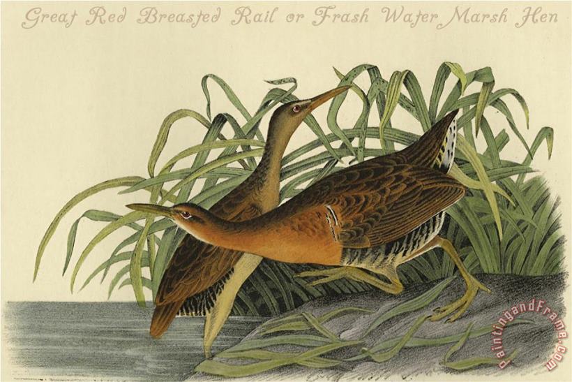 John James Audubon Great Red Breasted Rail Or Frash Water Marsh Hen Art Print
