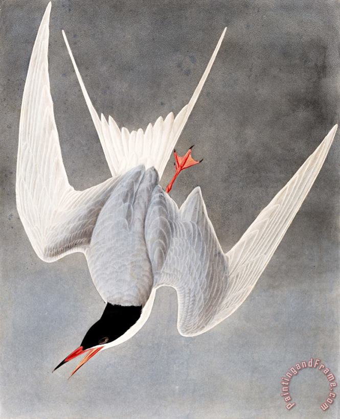 John James Audubon Great Tern Art Painting