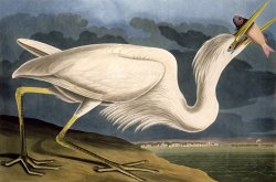 John James Audubon Great White Heron