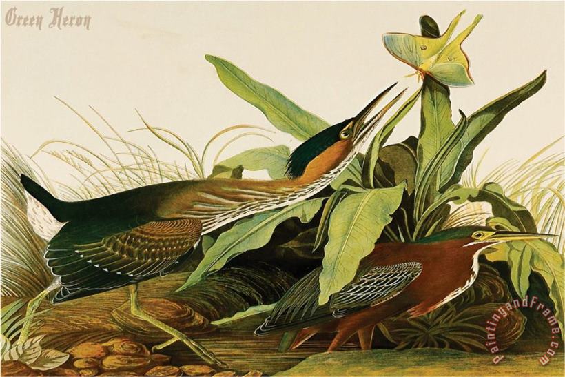 John James Audubon Green Heron Art Painting
