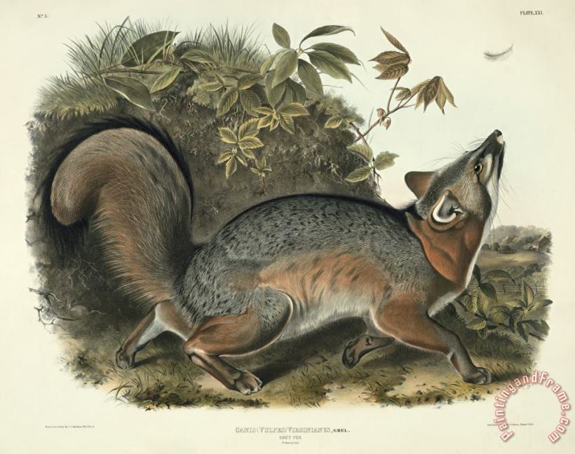 John James Audubon Grey Fox Art Painting