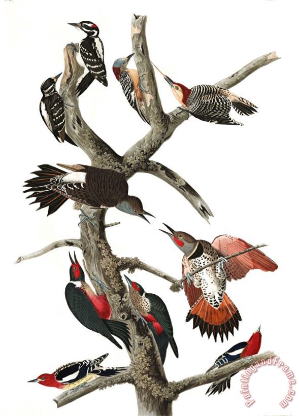 Hairy Woodpecker, Red Bellied Woodpecker, Red Shafted Woodpecker, Lewis' Woodpecker, Red Breasted Woodpecker painting - John James Audubon Hairy Woodpecker, Red Bellied Woodpecker, Red Shafted Woodpecker, Lewis' Woodpecker, Red Breasted Woodpecker Art Print