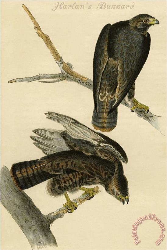 Harlan S Buzzard painting - John James Audubon Harlan S Buzzard Art Print