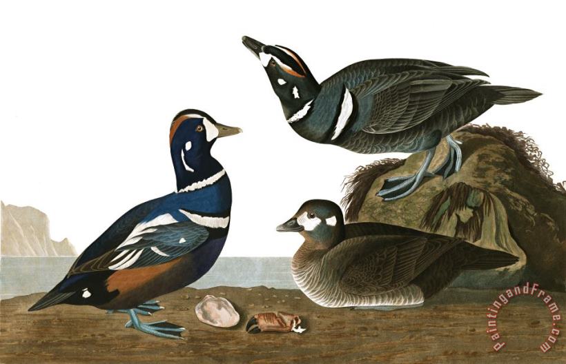 John James Audubon Harlequin Duck Art Painting