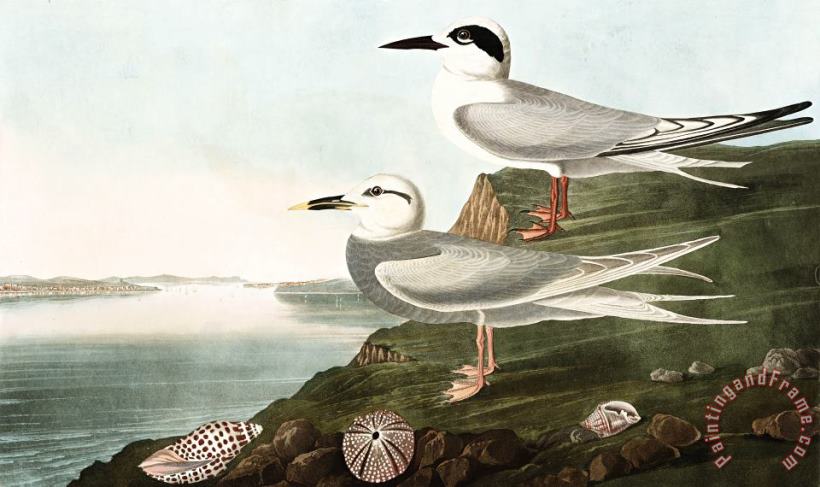 Havell's Tern, Or Trudeau's Tern painting - John James Audubon Havell's Tern, Or Trudeau's Tern Art Print