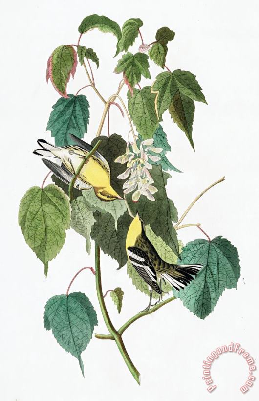Hemlock Warbler painting - John James Audubon Hemlock Warbler Art Print