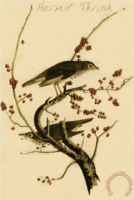 John James Audubon Hermit Thrush Art Painting
