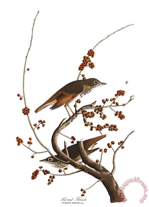 John James Audubon Hermit Thrush Art Print