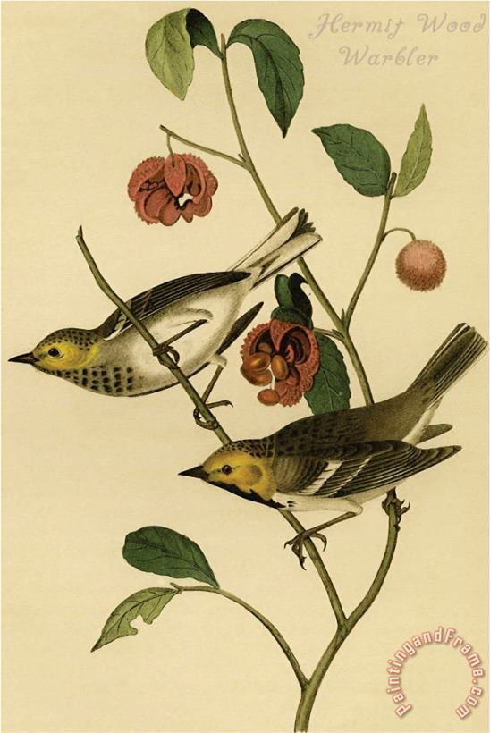 John James Audubon Hermit Wood Warbler Art Painting