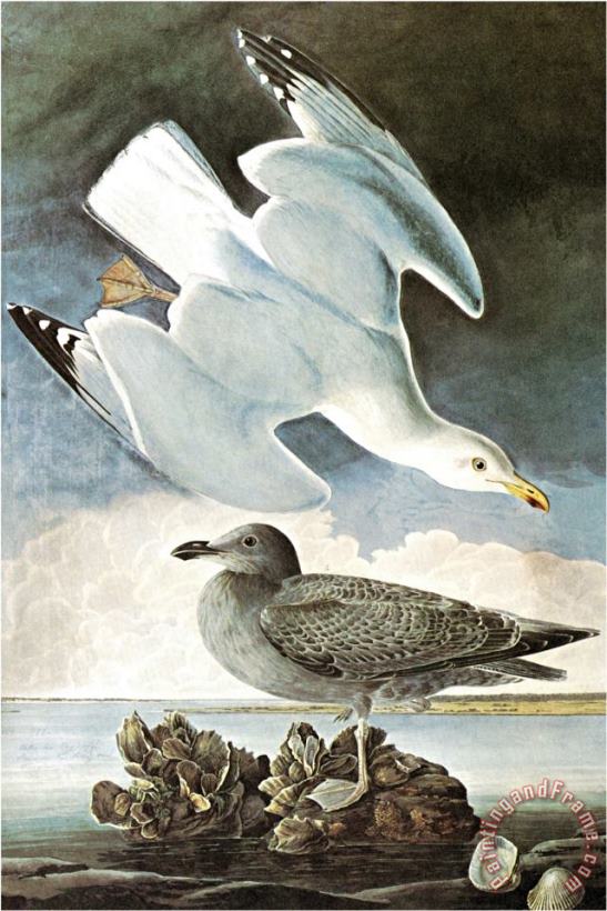 John James Audubon Herring Gull Black Duck Art Painting