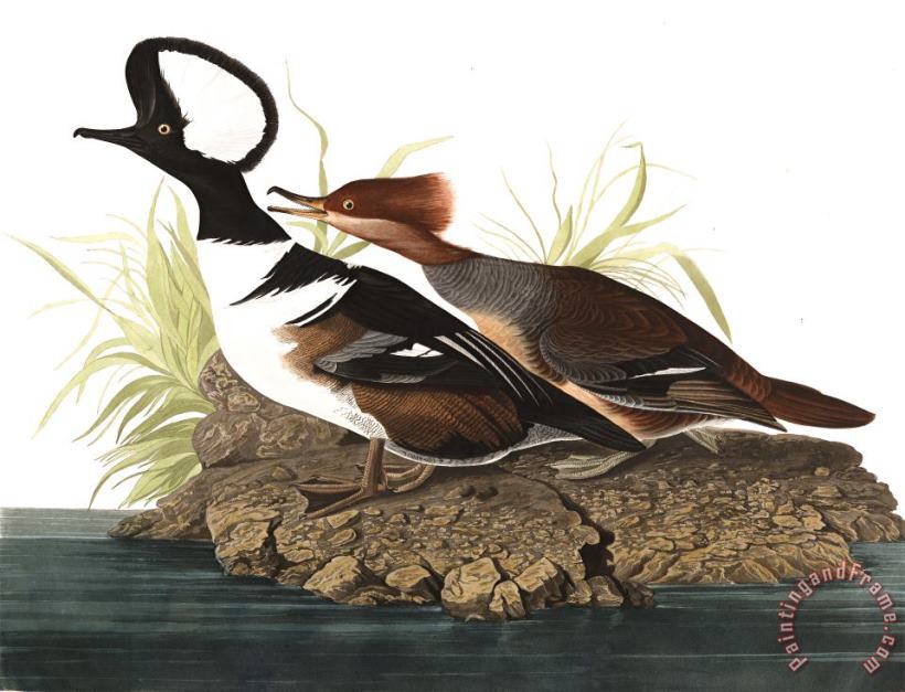 Hooded Merganser painting - John James Audubon Hooded Merganser Art Print