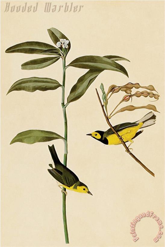 John James Audubon Hooded Warbler Art Print