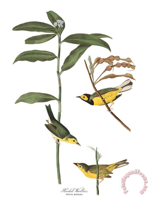 Hooded Warbler painting - John James Audubon Hooded Warbler Art Print