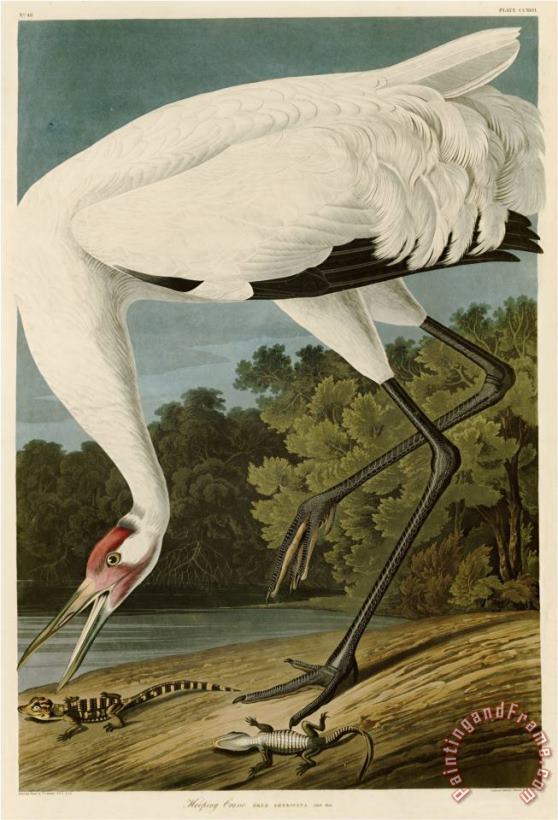 Hooping Crane painting - John James Audubon Hooping Crane Art Print