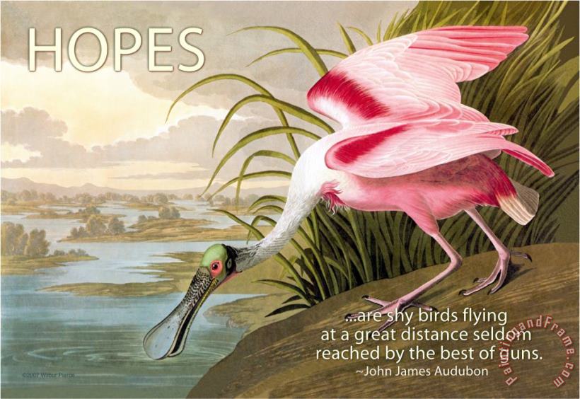 John James Audubon Hopes Are Shy Birds Art Painting