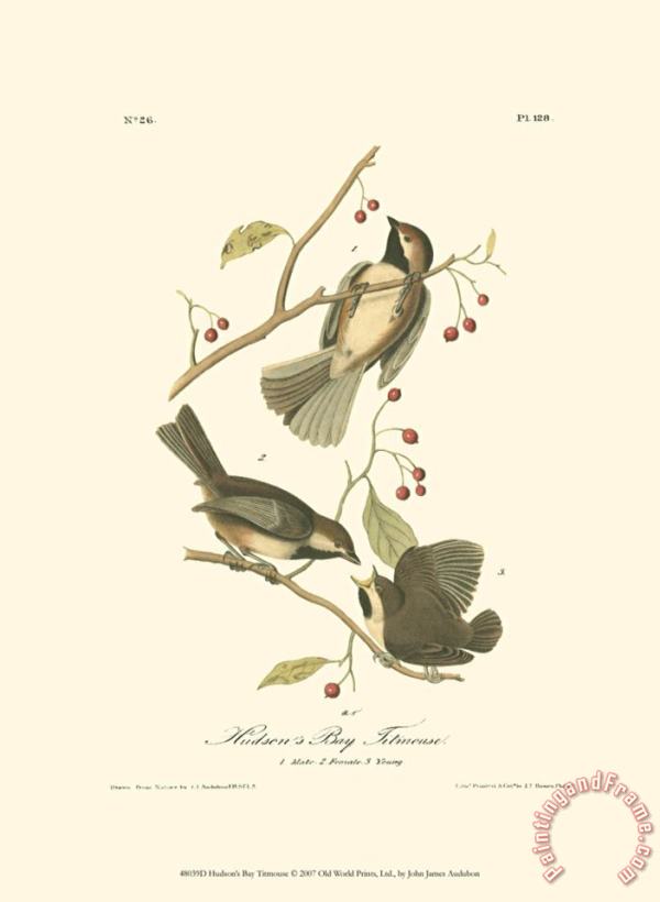 Hudson S Bay Titmouse painting - John James Audubon Hudson S Bay Titmouse Art Print