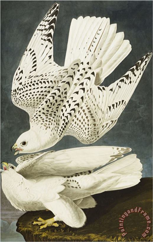 John James Audubon Iceland Or Jer Falcon Gyrfalcon Falco Rustiocolis From The Birds of America Art Print