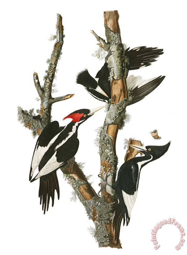 Ivory Billed Woodpecker painting - John James Audubon Ivory Billed Woodpecker Art Print
