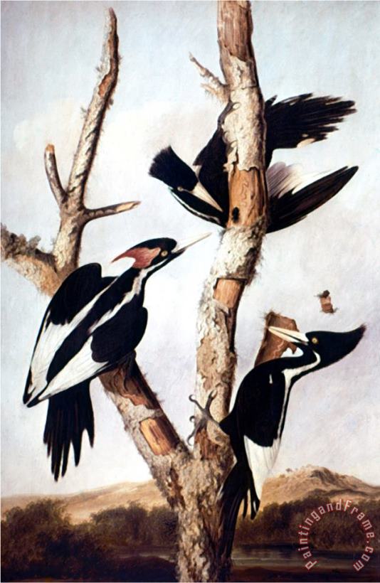 John James Audubon Ivory Billed Woodpeckers Art Painting