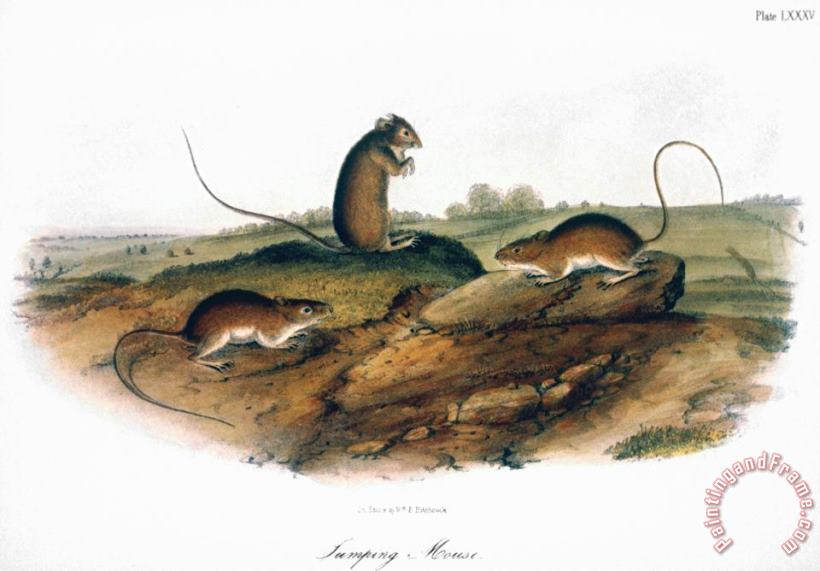 John James Audubon Jumping Mouse 1846 Art Painting