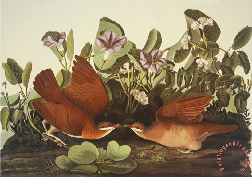 John James Audubon Key West Dove Art Painting