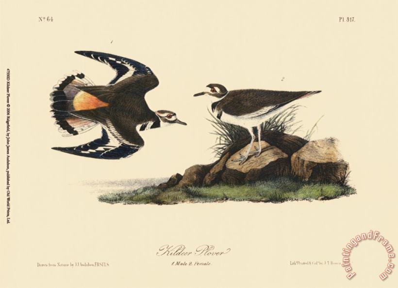 John James Audubon Kildeer Plover Art Painting