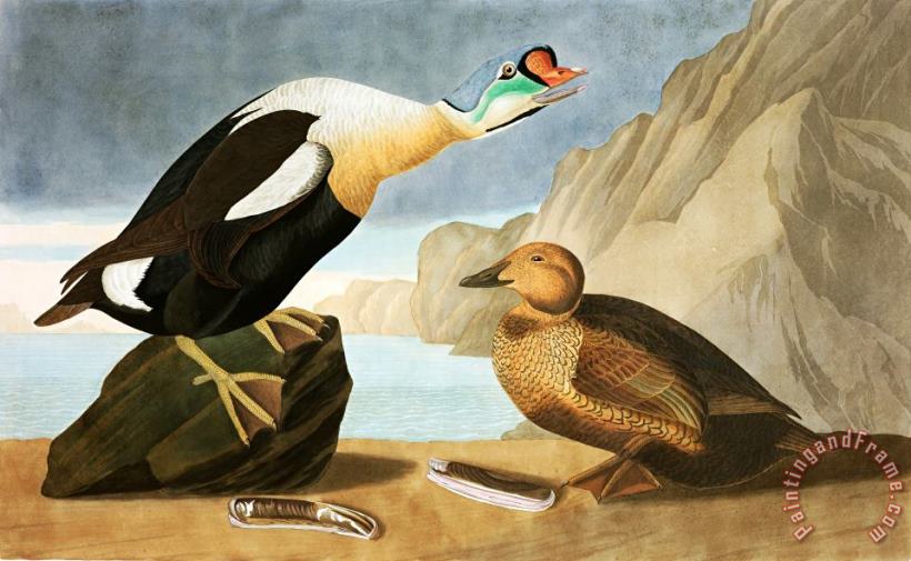 John James Audubon King Duck Art Painting