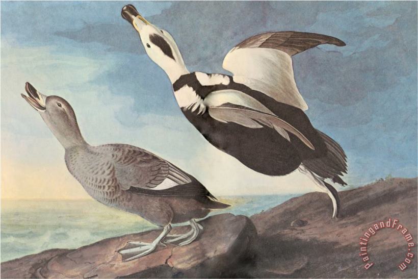 Labrador Duck painting - John James Audubon Labrador Duck Art Print