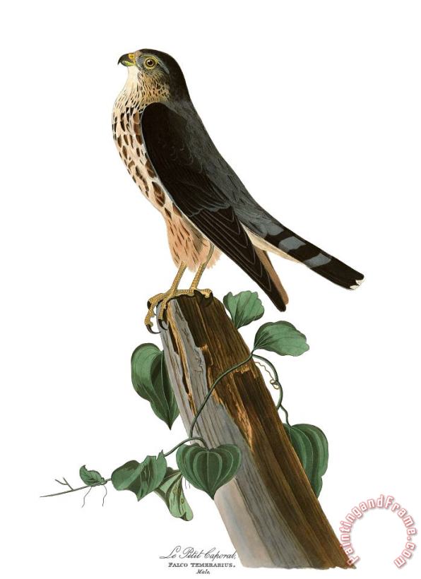 Le Petit Caporal painting - John James Audubon Le Petit Caporal Art Print