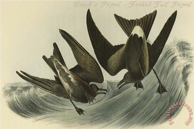 Leach S Petrel Forked Tail Petrel painting - John James Audubon Leach S Petrel Forked Tail Petrel Art Print